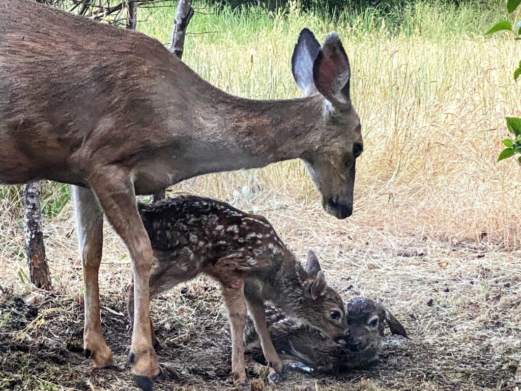A doe and two newly born fawns