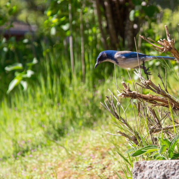 Scrub Jay 1 (1)