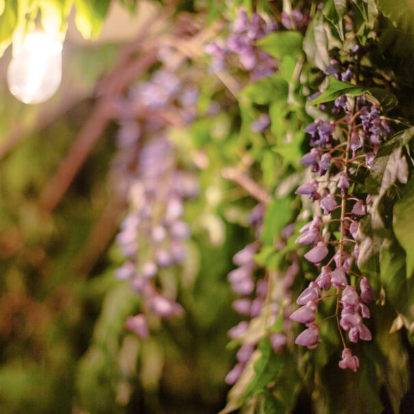wisteria-1